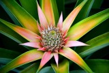 Young Pineapple, Big Island of Hawaii 125