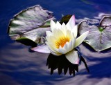 Water Lily 135 