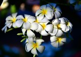 Plumeria flower, Big Island of Hawaii 192