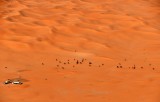 Camels feeding time in Saudi Desert, Riyadh Region, Kingdom of Saudi Arabia 1628 