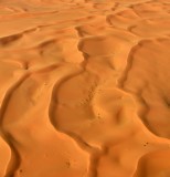 There is life in sand dunes, Nukhayl al Abd, Shagra, Saudi Arabia 1443 