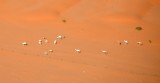 Free Range Ccamels in Saudi Desert, Shaqra, Saudi Arabia 1498 