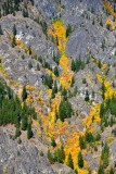 Fall colors along Lake Chelan by Stehiken, Washington 964 