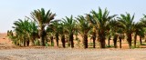 Dates Farm in Al Ghat, Saudi Arabia 741