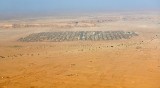 Camels Market in Saudi Desert, Riyadh Region, Saudi Arabia 164a