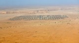 Camels Market in Saudi Desert, Riyadh Region, Saudi Arabia 164a  