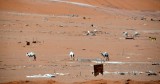 Camels wandering in desert campground, Riyadh, Saudi Arabia 054