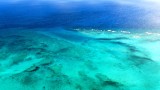 Andros Barrier Reef, Tongue of the Ocean, Andros Island, The Bahamas 347  