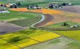 Daffodil Field in Skagit Valley, Mount Vernon, Washington 202  