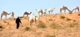 Camel Herder in Saudi Desert, Al Ghat, Saudi Arabia 449