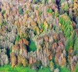 Fall Foliage along Skykomish River Valley by Sultan, Washington  