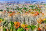 Last of the fall colors by Lake Anna airport, Bumpass,  Virginia 172  