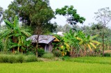 Little Farm in Mekong Delta, Vietnam 258 Standard e-mail view.jpg