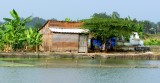 Tombs on Family Land, Mekong Delta, Vietnam 278 