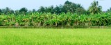 Mekong Delta - Rice Field, Banana Grove, Coconut Trees, Vietnam 293 