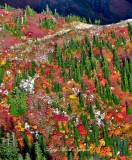 Captain Point Fall Colors, Cascade Mountains, Washington 1242a 