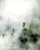 Hidden in Fog on Pitcher Mountain, Carbon Ridge, Carbonado, Washington 212  