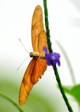 Butterfly on North Island, New Zealand 090  