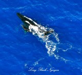 Humpback Whale Breaching, Mother and Calf  by Lanai Hawaii 460  