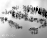 Trees and Reflection in Flooded Snoqualmie River Valley, Duvall, Washington 580  