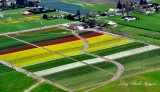 Roozengaarde Tulips, Skagit Valley Tulips Festival, McLean Road, Mount Vernon, Washington 035  