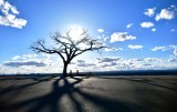 Tree and Sun, State Highway 68, Near Taos New Mexico 157 