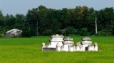 Family Tomb in Rice Field, Mekong Delta, Vietnam 244 