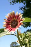 Sunflower Exhibit