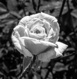 Early Bush Rose