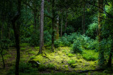 An Irish Forest
