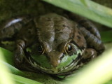 18 Green Frog