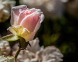 A Pink Miniature Rose