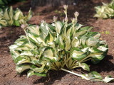 18 Fire and Ice Hosta