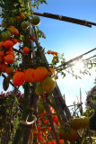 16 Sweet Fruit Ripens Under a Summer Sun