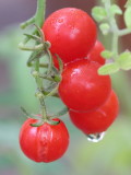 10 Late-Season Tomatoes