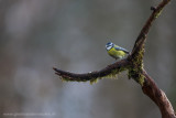 2N9B5020 blue tit