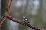 2N9B4983 middle spotted woodpecker