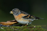 008 Brambling-male.jpg