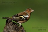 008-Common Chaffinch-male.jpg