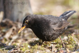 009 Common Blackbird-male.JPG