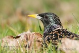 013-Common Starling.jpg