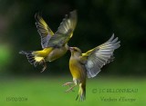 014-European Greenfinch.jpg