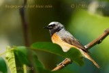 017 Common Redstart.jpg