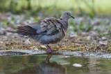 019 Eurasian Collared Dove.jpg