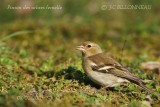 020 Common Chaffinch.jpg