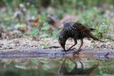 022 Common Starling.jpg