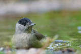 014 Eurasian Blackcap.JPG