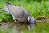 018 Common Wood Pigeon.jpg