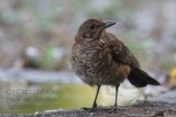 024 Common Blackbird.jpg