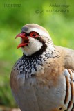046-Red-legged-Partridge.jpg